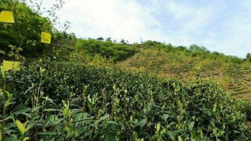 有机蔬菜批发价格查询攻略：找准渠道，精准了解